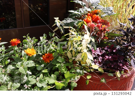 玄関前のハロウイン仕様の寄せ植え＆寄せ鉢 131293042