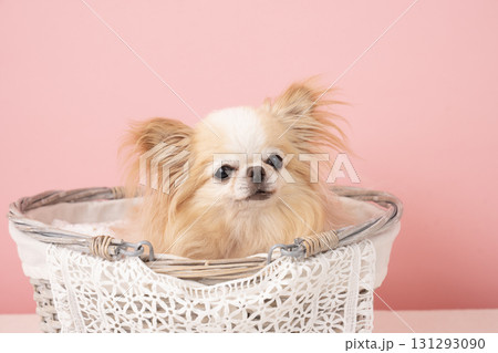 ピンクバックとカゴに入ったチワワ 131293090