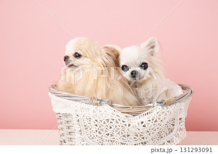 ピンクバックとカゴに入った2匹のチワワ 131293091