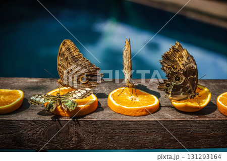 Three butterflies, including two owl butterflies with eye spots and one green clipper, feed on orange slices placed on a wooden surface near water. 131293164