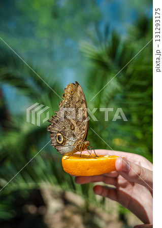 Owl butterfly feeding on a slice of orange held by a hand in a tropical garden, close-up view with copy space. Owl butterfly feeding on a slice of orange held by a hand in a tropical garden, close-up view with copy space. 131293175