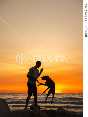 Man playing with his German Boxer dog on the beach at sunset, silhouette view of the dog jumping towards the owner near the ocean waves. Man playing with his German Boxer dog on the beach at sunset, silhouette view of the dog jumping towards the owner near the ocean waves. 131293193
