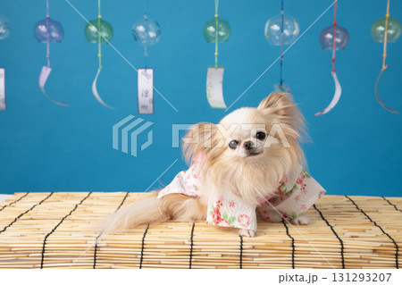 ブルーバックと風鈴と浴衣を着たチワワのラナ ブルーバックと風鈴と浴衣を着たチワワのラナ 131293207