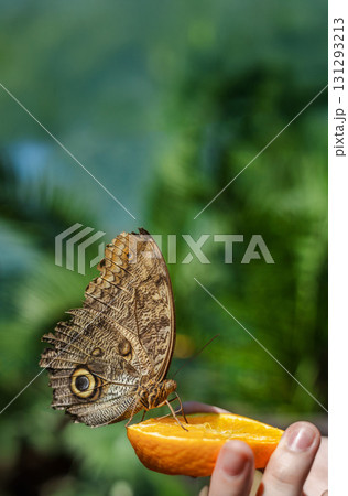 Closeup of an owl butterfly feeding on a slice of orange held by a hand, with a green blurred background  131293213