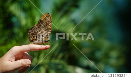 Owl butterfly resting on a person's finger against a blurred green background, symbolizing nature, harmony, and connection. Owl butterfly resting on a person's finger against a blurred green background, symbolizing nature, harmony, and connection. 131293234