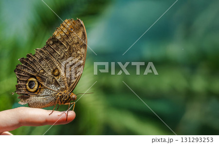 Close-up of an owl butterfly perched on a human finger with a blurred green background, highlighting delicate details and tropical nature. Close-up of an owl butterfly perched on a human finger with a blurred green background, highlighting delicate details and tropical nature. 131293253