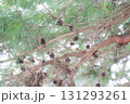 松ぼっくりがたくさんできたアカマツの木 131293261
