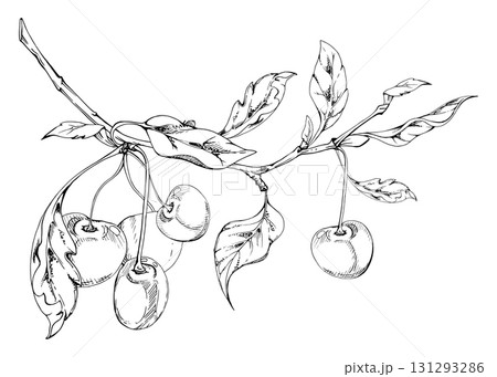 Sweet sour line cherry with plant leaves, hand drawn vector ink, garden berry in group clusters on branches. Isolated composition illustration, for wedding, restaurant, cafe menu, farmers market. 131293286