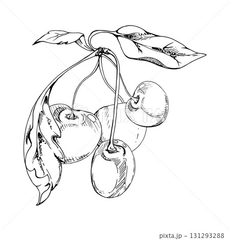 Sweet sour line cherry with plant leaves, hand drawn vector ink, garden berry in group clusters on branches. Isolated composition illustration, for restaurant, cafe menu, wedding, farmers market. Sweet sour line cherry with plant leaves, hand drawn vector ink, garden berry in group clusters on branches. Isolated composition illustration, for restaurant, cafe menu, wedding, farmers market. 131293288