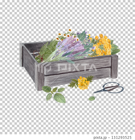 Wooden crate filled with fresh lavender, chamomile, eucalyptus, and yellow flowers watercolor isolated on white. Herbal bouquet composition for tea, medicine, gardening, rustic decor botanical design Wooden crate filled with fresh lavender, chamomile, eucalyptus, and yellow flowers watercolor isolated on white. Herbal bouquet composition for tea, medicine, gardening, rustic decor botanical design 131293525