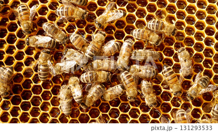 Many bees crawl on wax honeycombs on a wooden frame. Many bees crawl on wax honeycombs on a wooden frame. 131293533