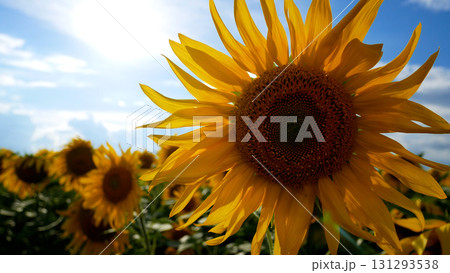 Bright flower of blooming sunflower on a sunflower blooming field  131293538