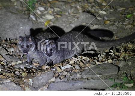 ハクビシン 131293596