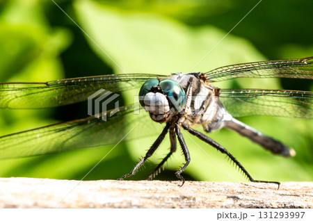 ムギワラトンボ 131293997