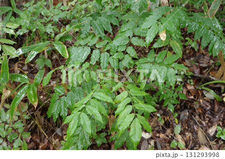 秋の雨に濡れながら、フジの幼木がしなやかに枝を伸ばしています。 131293998