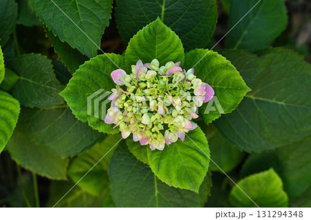 A small green flower with pink petals A small green flower with pink petals 131294348