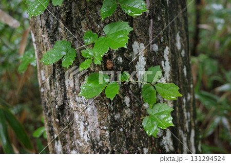 ナラの幹にツタが絡みつき、力強く這い伸びて成長しています。緑の葉が幹を覆い、森の生命力を感じさせます 131294524