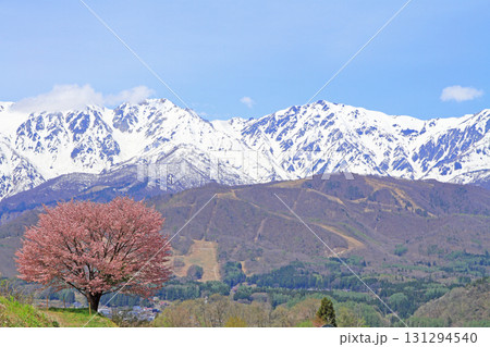 白馬の春　野平の一本桜と北アルプス 131294540