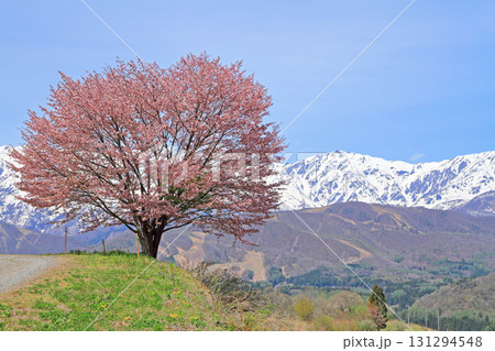 白馬の春　野平の一本桜と北アルプス 131294548