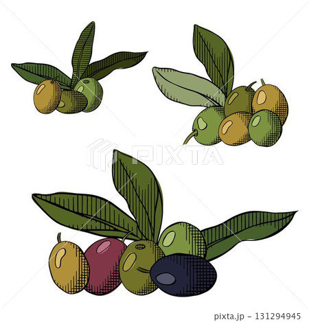 Olive berry branch isolated set. Vector graphic line ink colored illustration. For organic product packaging, culinary branding, herbal labels, and botanical design projects. Olive berry branch isolated set. Vector graphic line ink colored illustration. For organic product packaging, culinary branding, herbal labels, and botanical design projects. 131294945