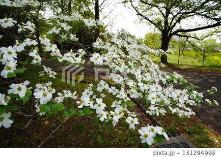 埼玉県　大宮花の丘農林公苑 131294998