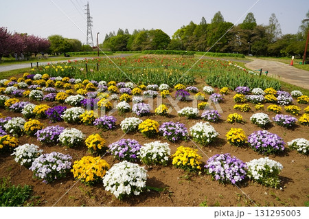 埼玉県 大宮花の丘農林公苑 埼玉県 大宮花の丘農林公苑 131295003