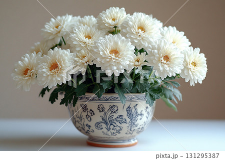 Blossom plant in pot. Chrysanthemums plant with white flowers on a white background. Small potted plant. Blossom plant in pot. Chrysanthemums plant with white flowers on a white background. Small potted plant. 131295387