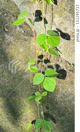岩壁に垂れる蔓性の植物、岩壁を伝う植物 131295717