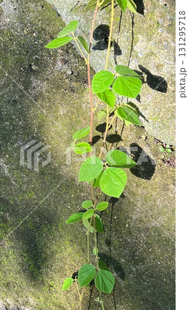 岩壁に垂れる蔓性の植物、岩壁を伝う植物 131295718
