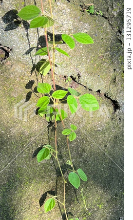 岩壁に垂れる蔓性の植物、岩壁を伝う植物 131295719