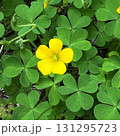 黄色い花、五弁の黄色い花、カタバミの黄色い花 131295723