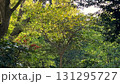 緑の森の中の風景、鬱蒼とした森の中の風景 131295727