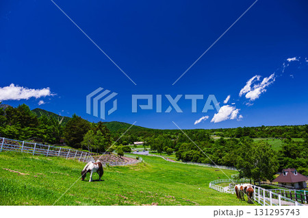 山梨県立まきば公園　ポニー 131295743