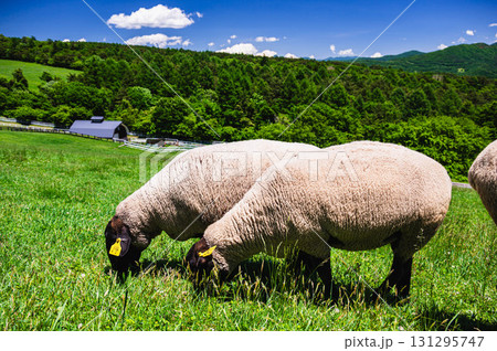 山梨県北杜市　まきば公園のひつじ 131295747