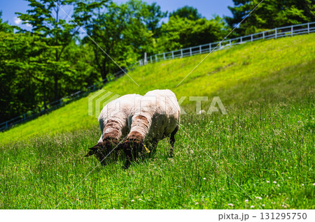 山梨県立まきば公園 ひつじ 山梨県立まきば公園 ひつじ 131295750