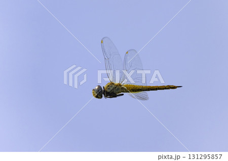 青空の下を飛ぶ赤とんぼ 131295857