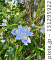 水色の射干の花、射干の花の群落 131295922