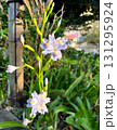 水色の射干の花、射干の花の群落 131295924