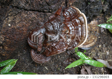 秋、森の中で立派に育ったツガサルノコシカケ。幾重にも重なった硬い傘は存在感を放ち、自然の力強さを物語 131296003