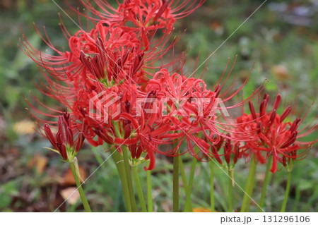 秋の公園に咲く赤いヒガンバナ(曼珠沙華)の花 秋の公園に咲く赤いヒガンバナ(曼珠沙華)の花 131296106
