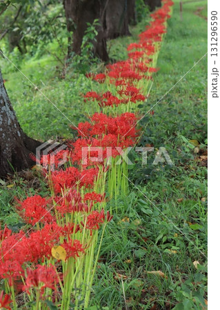 秋の公園に咲く赤いヒガンバナ（曼珠沙華）の花 131296590