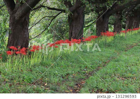 秋の公園に咲く赤いヒガンバナ(曼珠沙華)の花 秋の公園に咲く赤いヒガンバナ(曼珠沙華)の花 131296593