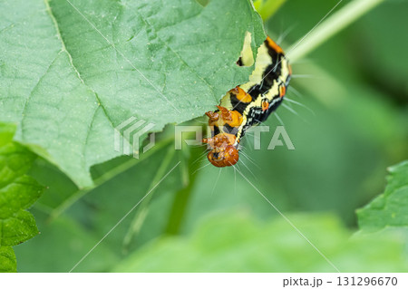 草の葉を食べるフクラスズメ幼虫 草の葉を食べるフクラスズメ幼虫 131296670