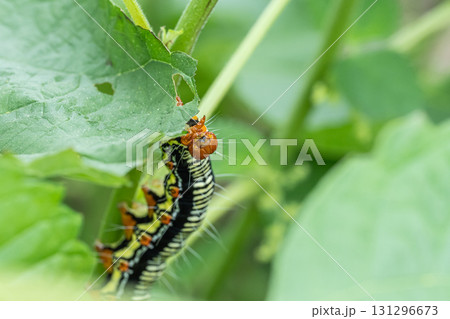 草の葉を食べるフクラスズメ幼虫 草の葉を食べるフクラスズメ幼虫 131296673