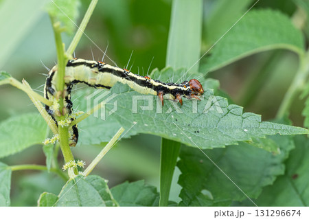 草の葉を食べるフクラスズメ幼虫 131296674