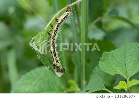 草の葉を食べるフクラスズメ幼虫 草の葉を食べるフクラスズメ幼虫 131296677
