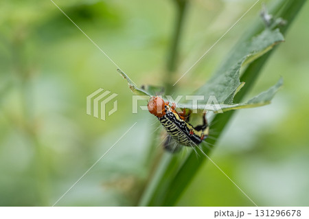 草の葉を食べるフクラスズメ幼虫 131296678