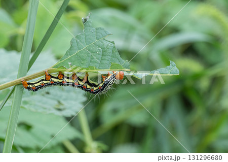 草の葉を食べるフクラスズメ幼虫 131296680