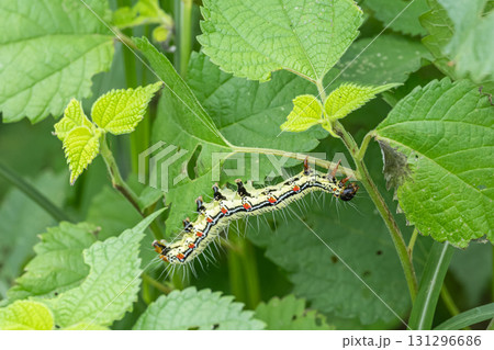 フクラスズメ幼虫 131296686