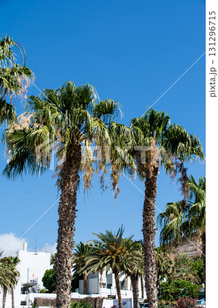 明るい青空と強い日差しの下に並ぶ大きなヤシの木　カナリア諸島のフエルテベンテュラ島にて 131296715
